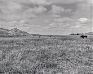 Bison, grazing near the Wichita Mountains Wildlife Refuge Visitors’ Center