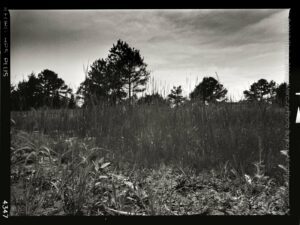 Standing Water & Reeds — Prairie House, Norman, Oklahoma