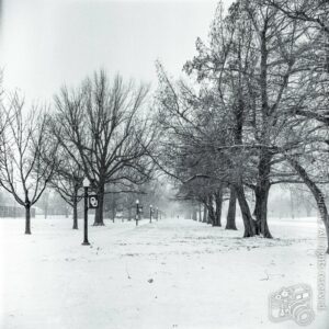 Trees in Snow, University of Oklahoma, Valentine’s Day 2021